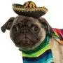 Rubies Pet Costume, Large, Mexican Serape Rubies Pet Costume, Large, Mexican Serape