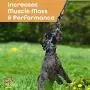 Spring Rope Dog Toy - Interactive Dog Tug Toy Builds Pet Muscle - Includes Bonus Rope Toy - 16ft Hanging Rope, Spring Kit + Bungee Tether Tug Pull Flirt Pole Kit - Perfect Outdoor Activity Dog Toy Spring Rope Dog Toy - Interactive Dog Tug Toy Builds Pet Muscle - Includes Bonus Rope Toy - 16ft Hanging Rope, Spring Kit + Bungee Tether Tug Pull Flirt Pole Kit - Perfect Outdoor Activity Dog Toy