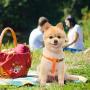 PUPTECK No Pull Dog Harness Reflective Adjustable Basic Nylon Step in Puppy Vest Outdoor Walking with ID Tag