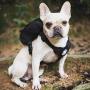 OneTigris Small Dog Backpack and Dog Collar Set, Small Tactical Dog Harness for Puppy Camping Walking(Black)