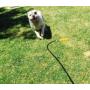 WATERBONE: First Water Sprinkler for Dogs!