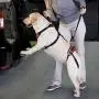 Total Pet Health Lift & Go Leads for Dogs Vet Approved Travel Dog Lead Harness (XLarge) Total Pet Health Lift & Go Leads for Dogs Vet Approved Travel Dog Lead Harness (XLarge)