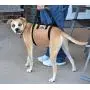Travelin K9 Large Dog Lift Harness - Dog Support Harness - Dog Stair Lift - Dog Car Lift. For Disabled Dogs, Elderly Dogs, Injured Dogs, to support dogs back legs, and as a Dog Rehabilitation Harness