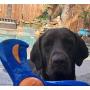Nerf Dog Tri-Flyer Dog Toy, Frisbee, Lightweight, Durable and Water Resistant, Great for Beach and Pool, 9 inches, for Medium/Large Breeds, Single Unit, Blue and Orange