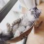 Blusea Cat Pet Window Bed, Cat Window Perch, Cat Hammock Window Seat, Cat Bed for Cats