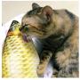 Hiidocat Fish Catnip Toys,Cat Chew Pillow Bite Resistant Catnip 3D Simulated Artificial Fish for Pets Kitten,Puppy,Cats,Refillable Catnip Fish Cat Toys Fish Flop Cat Toy Interactive for Indoor Cats