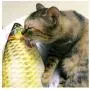 Hiidocat Fish Catnip Toys,Cat Chew Pillow Bite Resistant Catnip 3D Simulated Artificial Fish for Pets Kitten,Puppy,Cats,Refillable Catnip Fish Cat Toys Fish Flop Cat Toy Interactive for Indoor Cats Hiidocat Fish Catnip Toys,Cat Chew Pillow Bite Resistant Catnip 3D Simulated Artificial Fish for Pets Kitten,Puppy,Cats,Refillable Catnip Fish Cat Toys Fish Flop Cat Toy Interactive for Indoor Cats