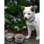 KALLAK Travel Twin Pet Bowls for Dogs or Cats, Collapsible Silicone Bowls for Food and Water Feeding, Foldable Zip Up Oxford Cloth Carry Case with Carabiner Clip, Portable Hiking Dog Bowl