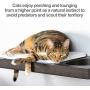 PetFusion Cat Activity Wall Shelves (Available as a 3-Piece Set or Individual Shelf.) Sisal Surfaces for Cat Scratching & Plush to Lounge, Neutral Design & Color Tones. Easy & Secure Wall Mount