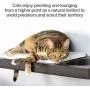 PetFusion Cat Activity Wall Shelves (Available as a 3-Piece Set or Individual Shelf.) Sisal Surfaces for Cat Scratching & Plush to Lounge, Neutral Design & Color Tones. Easy & Secure Wall Mount PetFusion Cat Activity Wall Shelves (Available as a 3-Piece Set or Individual Shelf.) Sisal Surfaces for Cat Scratching & Plush to Lounge, Neutral Design & Color Tones. Easy & Secure Wall Mount
