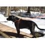 Harness Lead, Escape Resistant Leash, Reduces Pull, Dog Harness