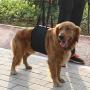 Tnfeeon Safety Portable Black Dog Support Harness, Lifting Assist Rehabilitation Harness with Handle for Canines Aid