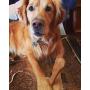 Pet Qwerks Flavorit -Peanut Butter Flavored Flex Bone for Moderate Chewers (Made in the USA)