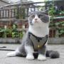 ocijf179 Pet Harness Adjustable Dog Cat Kitten Harness Puppy Vest Leash Chest Strap Set Pet Supplies - Black L