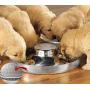 King International Stainless Steel Dog Bowl 1 Hammered Puppy Litter Food Feeding Weaning for Puppy Food| Puppy Supplies| Stainless Dog Food Bowls| for Large Dogs, Pets Feeder Bowl and Water Bowl|