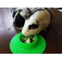 STAYbowl Tip-Proof Ergonomic Pet Bowl for Guinea Pig and Other Small Pets, 1/4-Cup Small Size, Spring Green