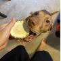 Perfect Pet Chews - Deer Antler Dog Chew (X-Large - Dog Weight 70-100 Lbs) and Large Elk Antler Burr Bundle