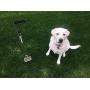 PooperPicker Easy & Fast Pickup of Your Pets Waste 34'' Stainless Steel Poop Picker