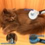 Cat Brush Pet Soft Brush for Shedding Removes Loose Undercoat,Slicker Brush for Pet Massage-Self Cleaning