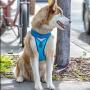 Kurgo Running Harness for Dogs | Everyday Dog Hiking Harness | Reflective Pet Walking Harness | Includes Dog Seatbelt Tether for Restraint | Control Handle | Go-Tech Harness | Small Medium Large Pets