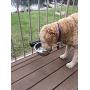 Hold It Mate Adjustable Dog Bowl Kit