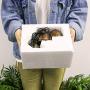 DFVV Pet Water Dispenser Ultra-Quiet Automatic Circulation Fountain, Cat Ceramic Water Dispenser, Outdoor Small Animal Drinking Water Artifact Pet Feeder