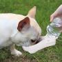 Flexzion Dog Water Bottle with Foldable Bowl Holder Drink Cup Tray Stand Attachment for Walking, Travel Drinking Dispenser Hanging Buckle Accessory for Pets, Dogs, Cats, Small Animals