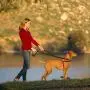 The Company of Animals Pet Harness The Company of Animals Pet Harness