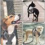 KITTYWOO Dog Harness Leash Set No Pull Dog Harness Puppy Padded Mesh Vest with Leash Set Easy Put On & Take Off Vest Harness for Small to Large Breed Pets