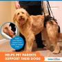 Lift Rear Dog Support Harness | Helps Dogs with Arthritis, Weakness, Joint Injuries Rehab | Adjustable Handles