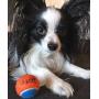 Squeaky Mini Tennis Ball for Dogs 1.5''- Pack of 12