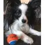 Squeaky Mini Tennis Ball for Dogs 1.5''- Pack of 12 Squeaky Mini Tennis Ball for Dogs 1.5''- Pack of 12