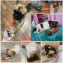 Pet Toys Pet Dog Gnawing Molars Toys Carrots Hand Woven Molars Cotton Rope Pet Supplies