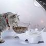 PurrBowl Orthopedic Anti-Vomiting Cat Feeder, 15° Tilted Pet Bowl for Cats and Dogs (White)