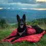 Kurgo Waterproof Dog Bed, Outdoor Bed for Dogs |Portable Bed Roll for Pets, Travel |Hiking, Camping, Wander Loft Dog Bed |Chili Red (Large), Loft Travel Bed, Large Kurgo Waterproof Dog Bed, Outdoor Bed for Dogs |Portable Bed Roll for Pets, Travel |Hiking, Camping, Wander Loft Dog Bed |Chili Red (Large), Loft Travel Bed, Large