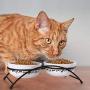 Y YHY Cat Bowls Elevated, Cat Food Dish Raised, Tall Cat Bowls for Food and Water, Ceramic Pet Dishes for Cat or Dogs, Anti Vomiting, Whisker Fatigue, Dishwasher Safe, 12 Ounces