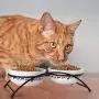 Y YHY Ceramic Raised Pet Cat Bowls, 12 Ounces Elevated Food or Water Bowls, Double Cat Dishes, Gift for Cat, White Y YHY Ceramic Raised Pet Cat Bowls, 12 Ounces Elevated Food or Water Bowls, Double Cat Dishes, Gift for Cat, White