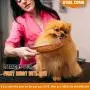 2021New Premium Handmade Dog Comb for Easily Removes Tangles and Knots. Cat Comb for Removing Matted Fur. Best Pet Grooming Tool with Rounded and Smooth Ends Teeth and Beautifully Crafted Wooden Handle. 2021New Premium Handmade Dog Comb for Easily Removes Tangles and Knots. Cat Comb for Removing Matted Fur. Best Pet Grooming Tool with Rounded and Smooth Ends Teeth and Beautifully Crafted Wooden Handle.