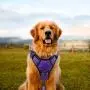 Hikiko Dog Harness and Leash Set,Adjustable Reflective Breathable Oxford Soft Vest Easy to Control Suitable Outdoor Walking for Small Medium and Large Dogs