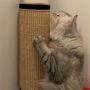 Zengup Durable Cat Scratcher, Cat Couch Protectors with Velcro Design Protect Your Furniture for Cat Grinding Claws Game Mat Sleeping Mat Door Mat