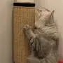 Zengup Durable Cat Scratcher, Cat Couch Protectors with Velcro Design Protect Your Furniture for Cat Grinding Claws Game Mat Sleeping Mat Door Mat Zengup Durable Cat Scratcher, Cat Couch Protectors with Velcro Design Protect Your Furniture for Cat Grinding Claws Game Mat Sleeping Mat Door Mat