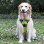 BUDDIHUG Dog Harness No Pull Pet Harness 3M Reflective Adjustable Outdoor Pet Vest for Small Medium Large Dogs