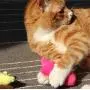 AINOLWAY Interactive Cat Catnip Toys Funny for Kitten Kitty Cat Kicker Teething Chew Playing 3 Pcs (Catnip Toy) AINOLWAY Interactive Cat Catnip Toys Funny for Kitten Kitty Cat Kicker Teething Chew Playing 3 Pcs (Catnip Toy)