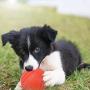2-Pack Solid Rubber Dog Balls,Dogs Solid Rubber Bouncy Ball Bite Resistant and Indestructible Dog Training Ball,Pet Solid Rubber Bouncy Ball 2-Pack Solid Rubber Dog Balls,Dogs Solid Rubber Bouncy Ball Bite Resistant and Indestructible Dog Training Ball,Pet Solid Rubber Bouncy Ball