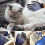Petper ABJGMGLV01 Pet Grooming Glove, Bathing Brush Glove, Pet Hair Remover Deshedding Gloves for Pet Dog Cat 1 Pair