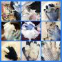 Teenway Pet Grooming Glove 1Pair - Pet Hair Remover Glove Bath Glove - Gentle Deshedding Efficient Pet Mitt - Pet Massage Glove - Designed for Medium and Long Haired Cats Dogs and Other Pets