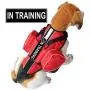 haoyueer Service Dog Vest Harness Chest Plate Removable in Training Label Patches & Side Saddle Bags haoyueer Service Dog Vest Harness Chest Plate Removable in Training Label Patches & Side Saddle Bags