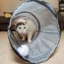 PetLike S Way Cat Tunnel Collapsible Pop-up Pet Tube Hideaway Play Toy with Ball Cat Tube Toy