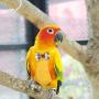 Birds Diaper, Reusable Parrots Pigeons Diaper Bowknots Costume Flight Nappy for Yellow-Sided Conure Hahns Macaw Psittacula Alexandri