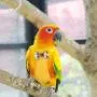 Birds Diaper, Reusable Parrots Pigeons Diaper Bowknots Costume Flight Nappy for Yellow-Sided Conure Hahns Macaw Psittacula Alexandri Birds Diaper, Reusable Parrots Pigeons Diaper Bowknots Costume Flight Nappy for Yellow-Sided Conure Hahns Macaw Psittacula Alexandri